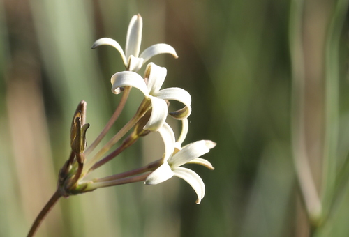 Kohautia amatymbica