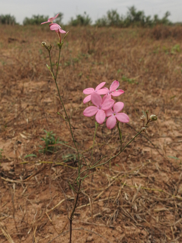 Kohautia grandiflora — photo
