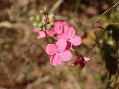 Kohautia grandiflora