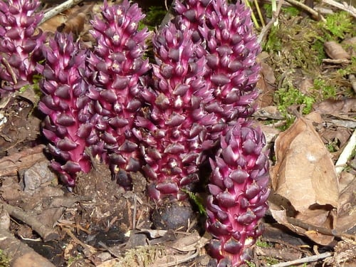 Kopsiopsis hookeri (Ground cone) — photo
