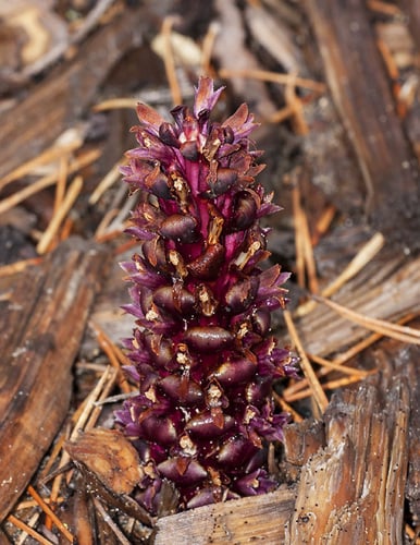 Kopsiopsis hookeri (Ground cone) — photo