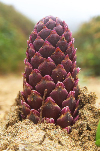 Kopsiopsis hookeri