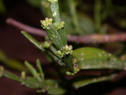 Korthalsella japonica — photo
