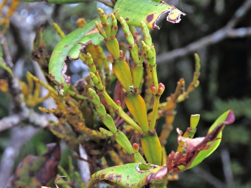Korthalsella japonica