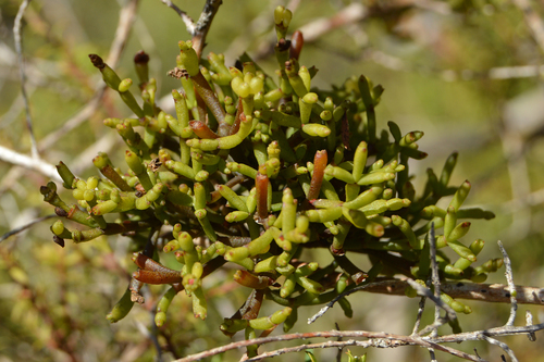 Korthalsella salicornioides (Dwarf mistletoe) — photo