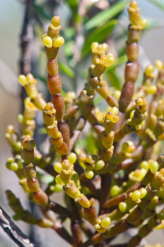 Korthalsella salicornioides