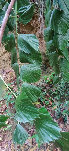 Korthalsia laciniosa — photo