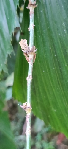 Korthalsia laciniosa — photo