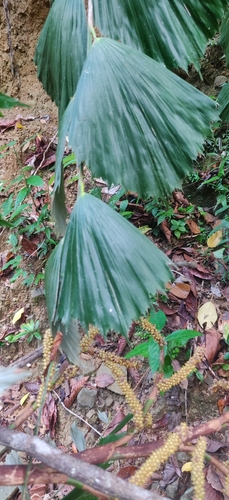 Korthalsia laciniosa