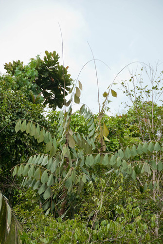 Korthalsia zippelii
