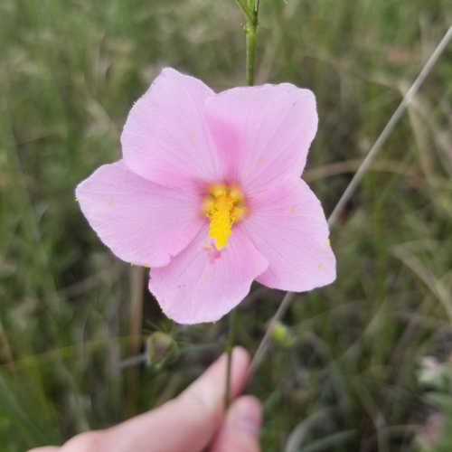 Kosteletzkya virginica (Seashore mallow) — photo
