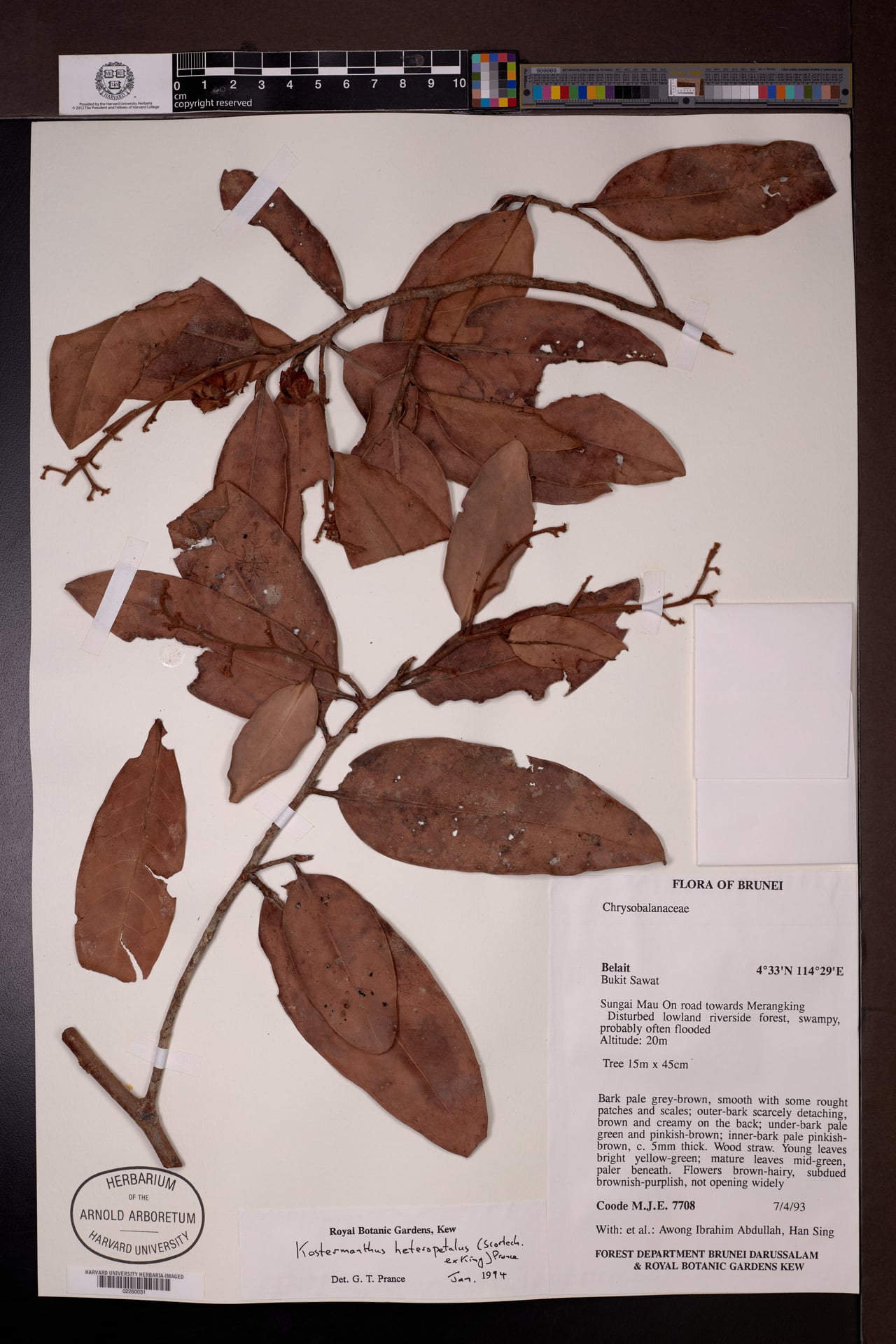 Kostermanthus heteropetalus — photo