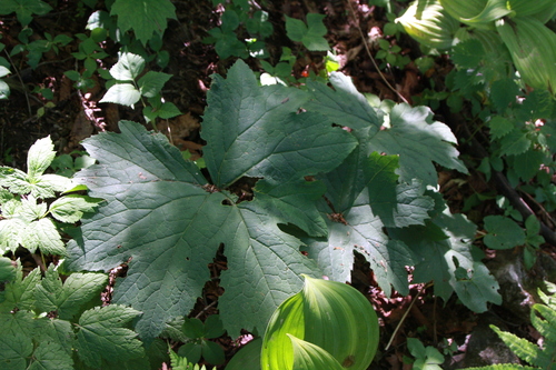 Koyamacalia pseudotaimingasa — photo