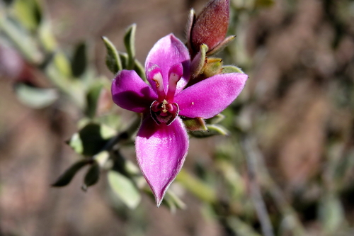 Krameriaceae