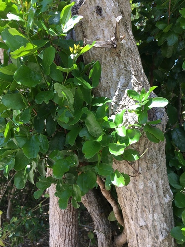 Krugiodendron ferreum (Leadwood) — photo