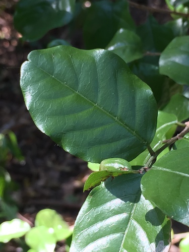 Krugiodendron ferreum (Leadwood) — photo