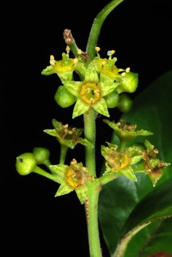 Krugiodendron ferreum