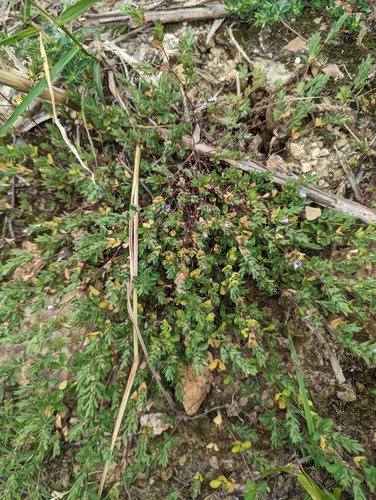 Kummerowia stipulacea — photo