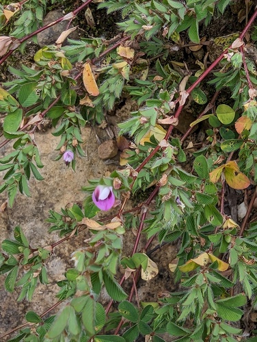 Kummerowia stipulacea — photo