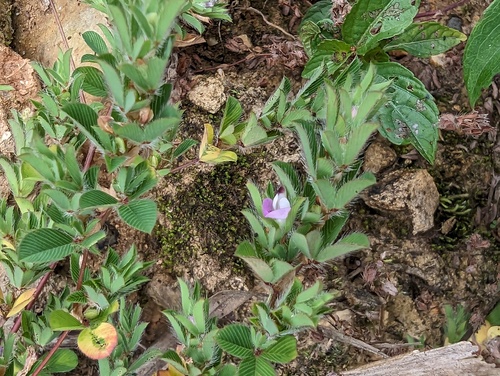 Kummerowia stipulacea