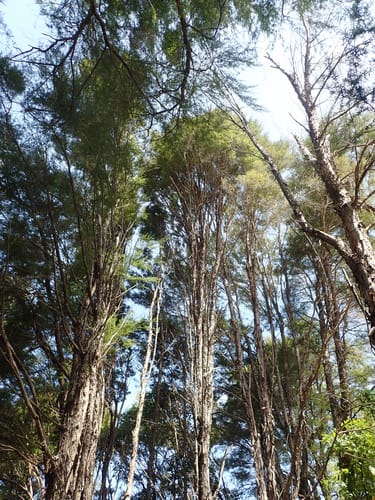 Kunzea ericoides (Kanuka) — photo