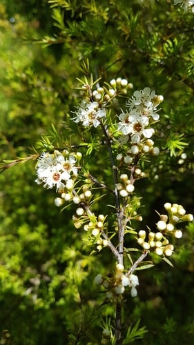 Kunzea ericoides