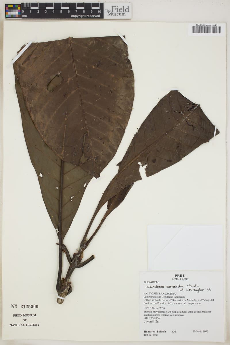 Kutchubaea sericantha (Silkyflower kutchubaea) — photo