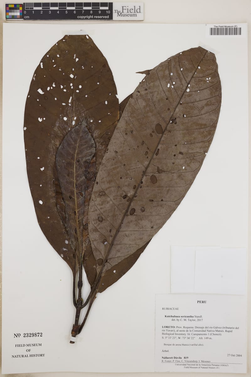 Kutchubaea sericantha (Silkyflower kutchubaea) — photo
