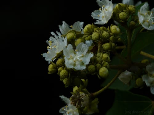 Kydia calycina (Boranga) — photo