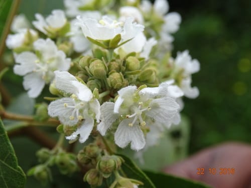 Kydia calycina (Boranga) — photo
