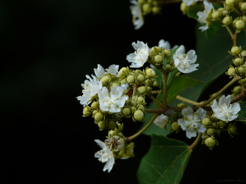 Kydia calycina