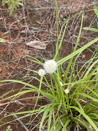 Kyllinga alba — photo