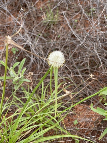 Kyllinga alba — photo