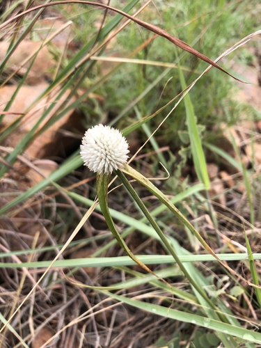Kyllinga alba