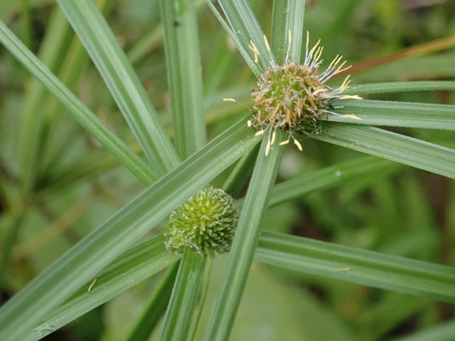 Kyllinga erecta (Great kyllingia) — photo