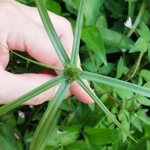 Kyllinga erecta