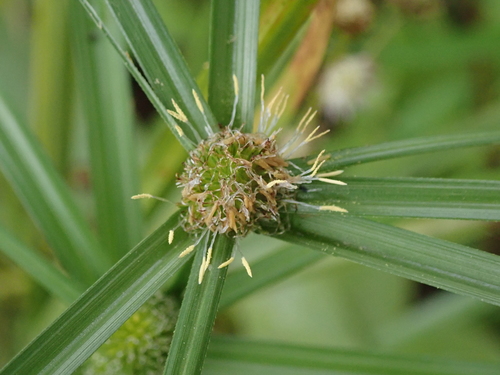 Kyllinga erecta (Great kyllingia) — photo