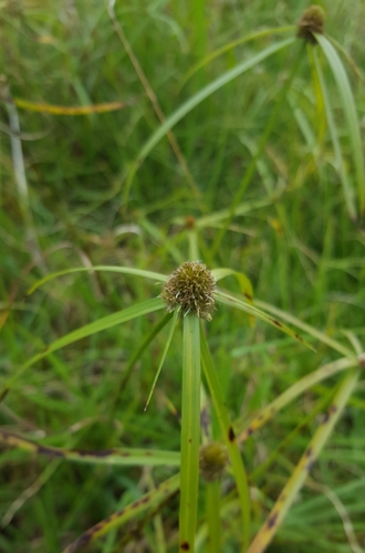 Kyllinga polyphylla