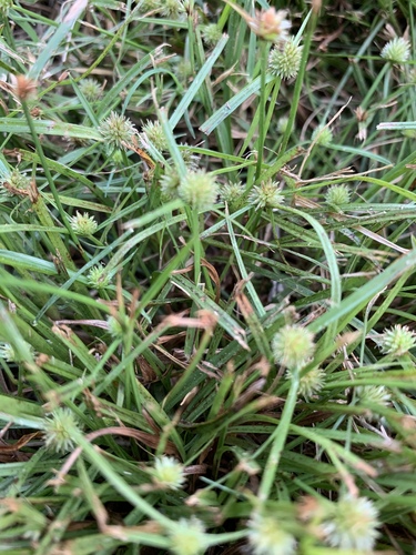 Kyllinga pumila
