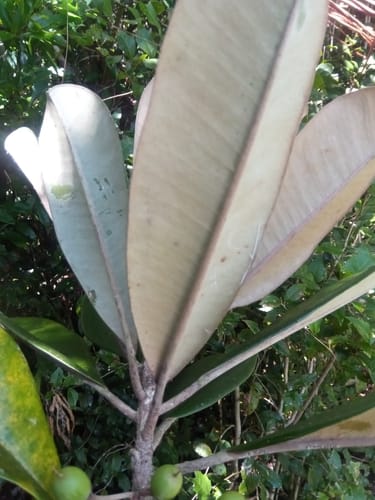 Labramia bojeri (Beach apricot tree) — photo