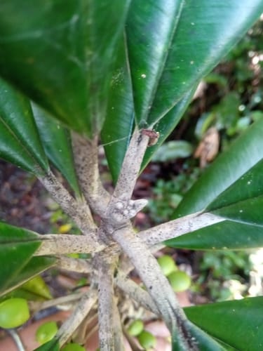 Labramia bojeri (Beach apricot tree) — photo