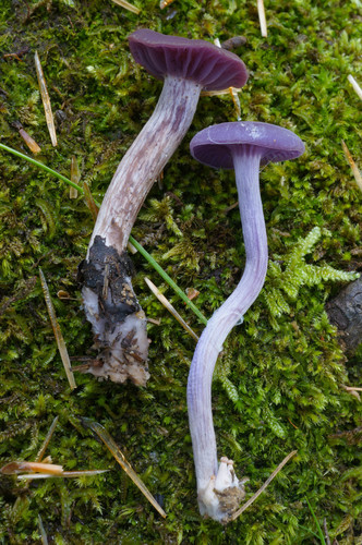 Laccaria amethystea (Amethyst laccaria) — photo