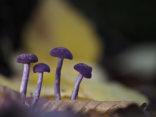 Laccaria amethystea (Amethyst laccaria) — photo