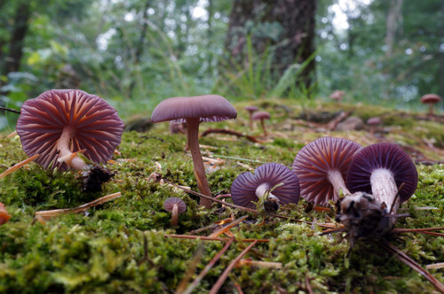 Laccaria amethystea