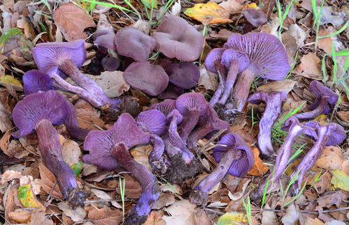 Laccaria amethysteo-occidentalis — photo
