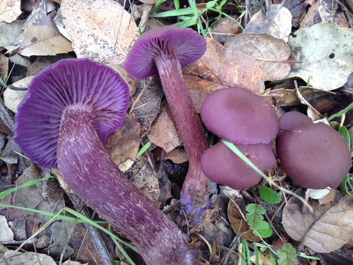 Laccaria amethysteo-occidentalis — photo