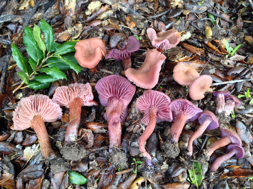 Laccaria amethysteo-occidentalis
