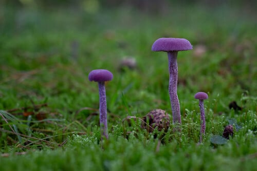 Laccaria amethystina (Amethyst deceiver) — photo