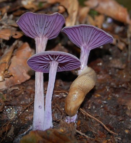 Laccaria amethystina (Amethyst deceiver) — photo