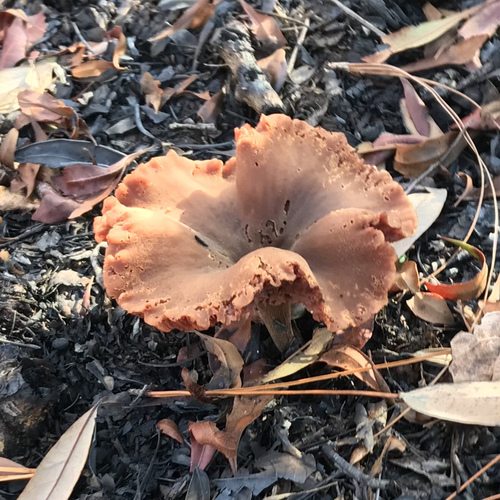 Laccaria laccata (Deceiver) — photo